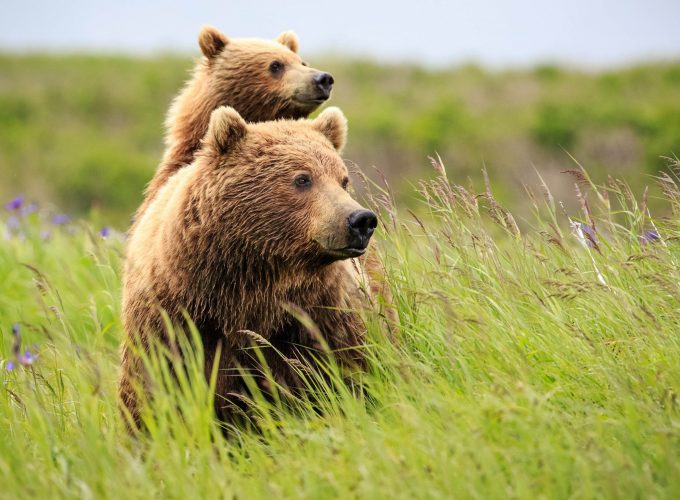Wallpaper bear, cute animals, grass, 4k, Animals 6418017559